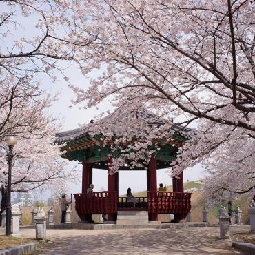 Cherry Blossom in Seoul !