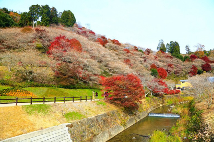 ฤดูใบไม้เปลี่ยนสี, ญี่ปุ่น
