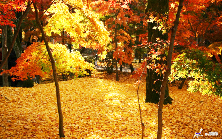 ใบไม้เปลี่ยนสี, วัดเออิคันโด, ญี่ปุ่น