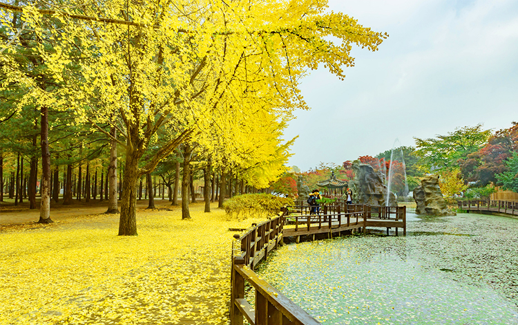 ใบไม้เปลี่ยนสี, เกาะนามิ, เกาหลีใต้