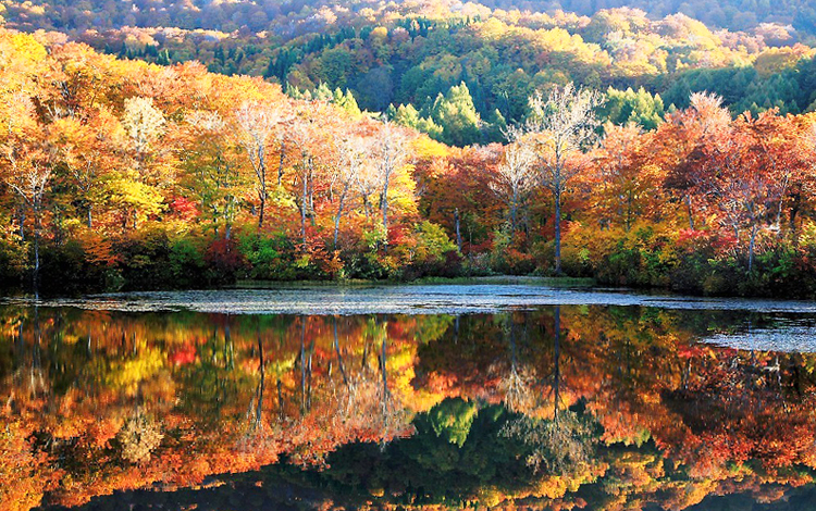 ใบไม้เปลี่ยนสี, ซาโอ, ญี่ปุ่น