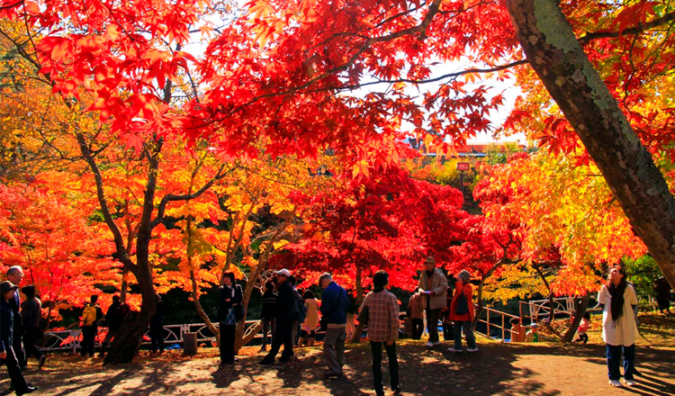 ใบไม้เปลี่ยนสี, ภูเขานากาโนะ-โมมิจิ, อาโอโมริ