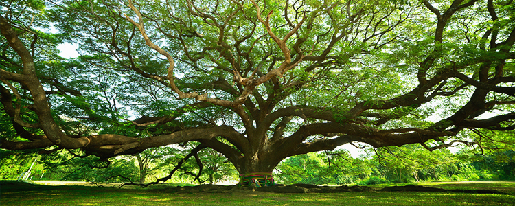 ต้นจามจุรียักษ์, ที่เที่ยวกาญจนบุรี