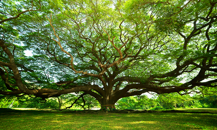 เที่ยวกาญจนบุรี, ต้นจามจุรียักษ์