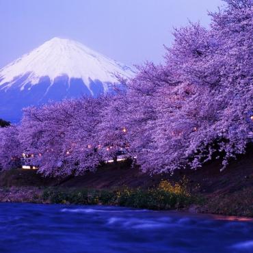 ดอกซากุระที่สวยงามและภูเขาไฟฟูจิ