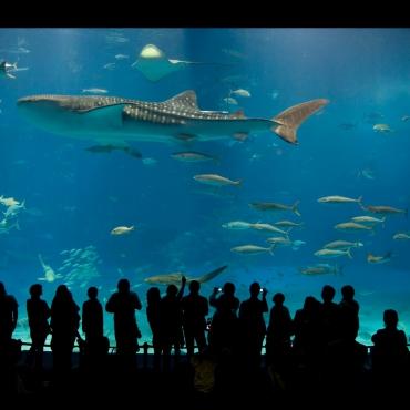 พิพิธภัณฑ์สัตว์น้ำที่ทันสมัยและใหญ่ที่สุดในญี่ปุ่น