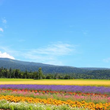 ทุ่งดอกไม้ที่มีสีสันเมืองฟุระโนะ