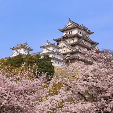 ปราสาทฮิเมจิและดอกซากุระสีชมพูสวย