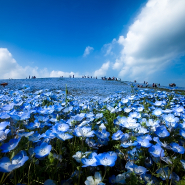 ทุ่งดอกไม้สีน้ำเงินแห่งฮิตาชิ