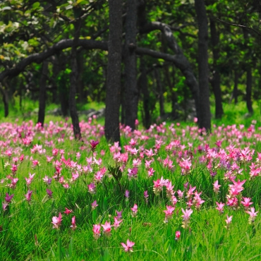  ทุ่งดอกกระเจียวที่อุทยานแห่งชาติป่าหินงาม