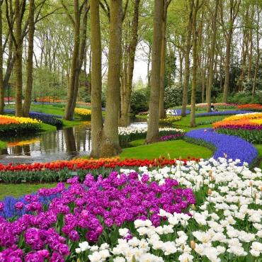 สีสันของดอกทิวลิปในสวนคิวเค็นฮอฟ