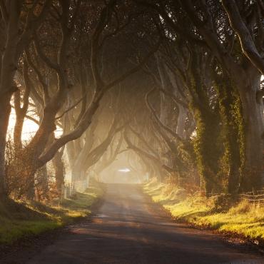 อุโมงค์ต้นไม้ในไอร์แลนด์เหนือ