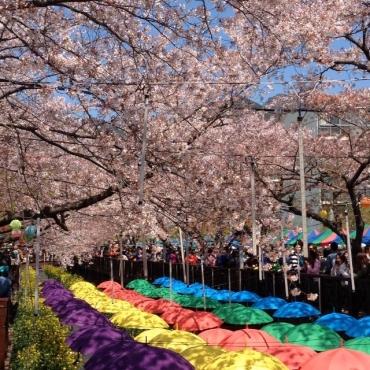 Jinhae cherry blossom festival