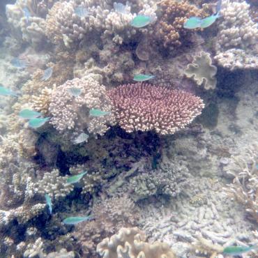 Snorkeling at the Great Barrier Reef