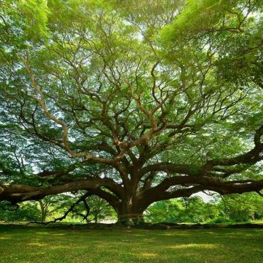ต้นจามจุรียักษ์ อายุกว่า 100 ปี