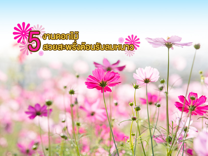 คนรักดอกไม้ไม่ควรพลาด! ชม 5 งานดอกไม้ สวยสะพรั่งต้อนรับลมหนาว