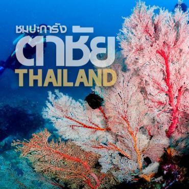 พาชมปะการังที่เกาะตาชัย