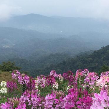 ม่อนแจ่ม