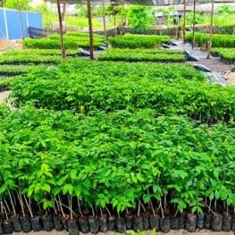 แปลงเพาะกล้าบ้านอำเภอเมืองชล ยังมีหวังในต้นไม้แม้ในโควิด