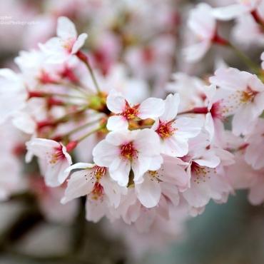 Cherry Blossom in Full Bloom