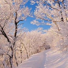 Korea Winter March