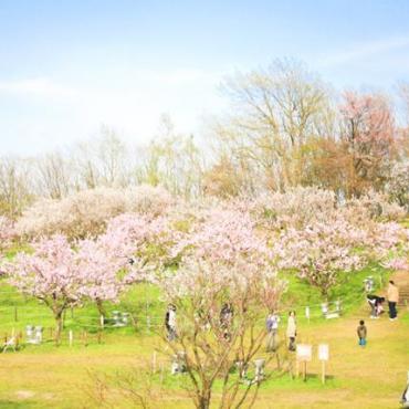 6 Days Japan Sakura