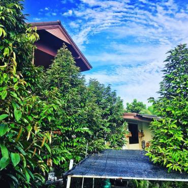 สวนทุเรียนนนท์พิณพา