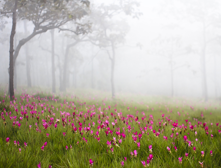 ที่เที่ยวหน้าฝน, อุทยานแห่งชาติป่าหินงาม