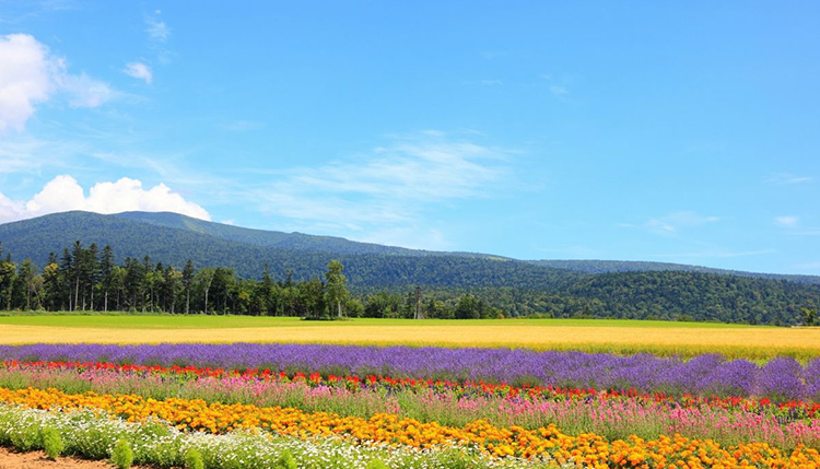 เที่ยวฮอกไกโด, โทมิตะฟาร์ม (Farm Tomita) เที่ยวฮอกไกโด, เที่ยวโทมิตะฟาร์ม