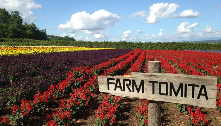 เที่ยวฮอกไกโด, โทมิตะฟาร์ม (Farm Tomita) เที่ยวฮอกไกโด, เที่ยวโทมิตะฟาร์ม