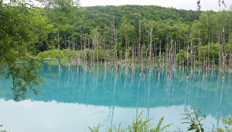 เที่ยวฮอกไกโด, บ่อน้ำสีฟ้า (Blue Pond) เที่ยวฮอกไกโด, เที่ยวบ่อน้ำสีฟ้า