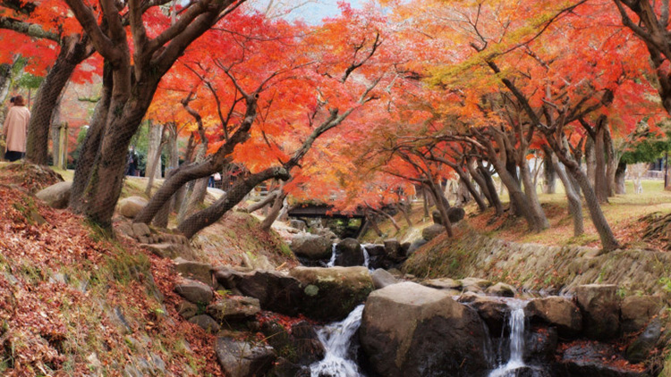 Nara Park, Nara คันไซ, นารา