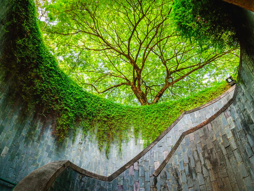 อุโมงค์ต้นไม้ Fort Canning Park