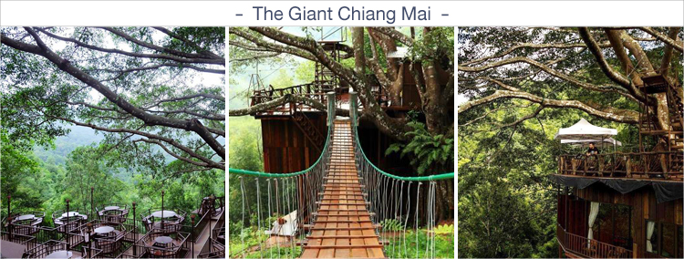 The Giant Chiang Mai ร้านค่าเฟ่ในเชียงใหม่ ร้านกาแฟเชียงใหม่, ค่าเฟ่เชียงใหม่