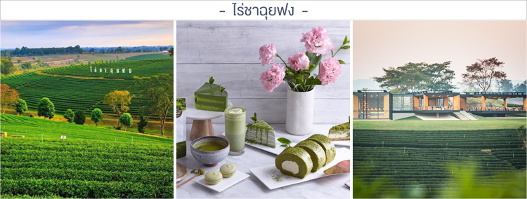 ไร่ชาฉุยฟง ร้านคาเฟ่เชียงราย