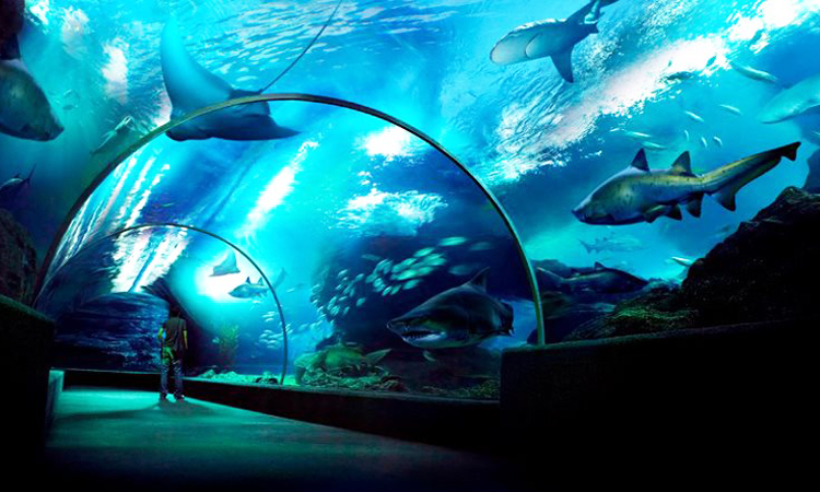 พาเด็กเที่ยวที่ Sea Life Bangkok Ocean World Sea Life Bangkok Ocean World