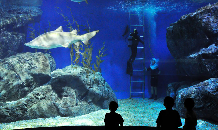 พาเด็กเที่ยวที่ Sea Life Bangkok Ocean World Sea Life Bangkok Ocean World