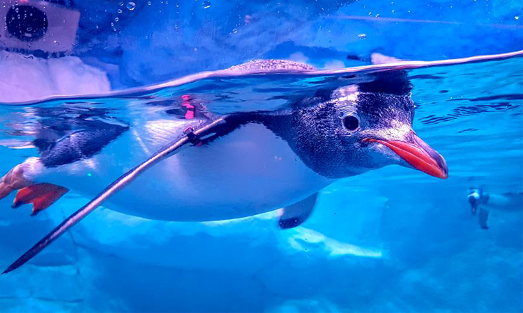 พาเด็กเที่ยวที่ Sea Life Bangkok Ocean World Sea Life Bangkok Ocean World