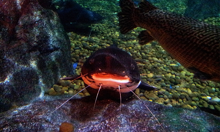 พาเด็กเที่ยวที่ Sea Life Bangkok Ocean World Sea Life Bangkok Ocean World