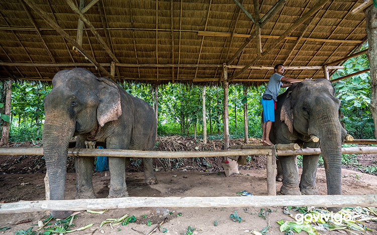 ที่เที่ยวสุโขทัย, ปางช้าง