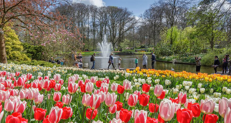 เที่ยวเมืองลิเซ, เนเธอร์แลนด์ lisse, netherland