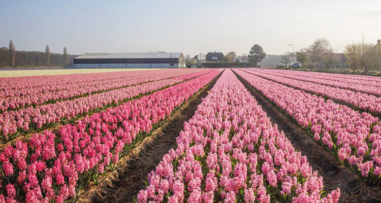 lisse, netherland