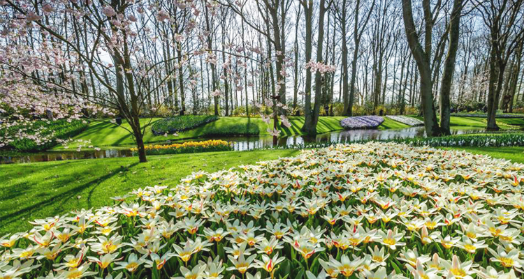 เที่ยวเมืองลิเซ, เนเธอร์แลนด์ lisse, netherland