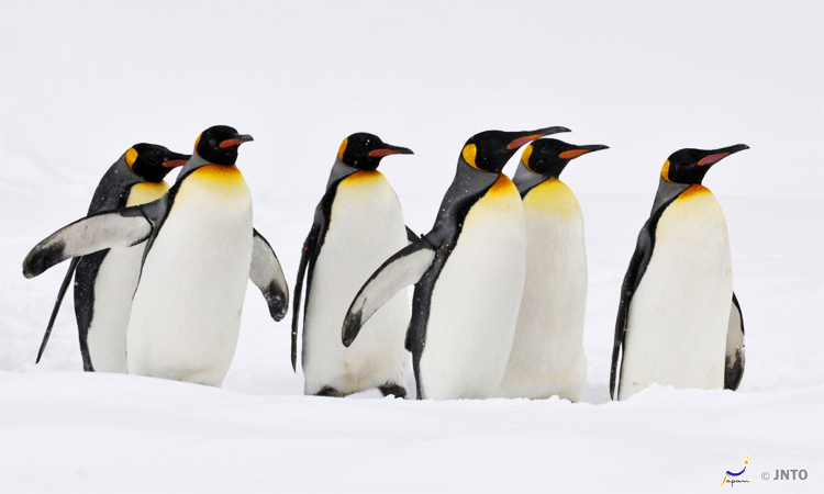 สวนสัตว์อาซาฮิยามะ (Asahiyama Zoo) Asahiyama Zoo