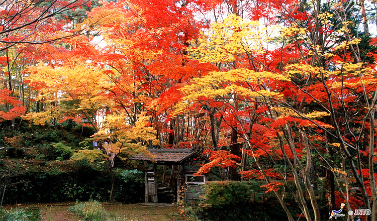 ใบไม้เปลี่ยนสีที่สวนโชวอัน ซันโซ, นีงาตะ ใบไม้เปลี่ยนสี, สวนโชวอัน ซันโซ, นีงาตะ