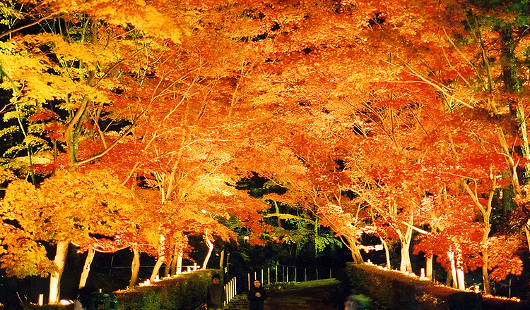 ใบไม้เปลี่ยนสีที่สวนโชวอัน ซันโซ, นีงาตะ ใบไม้เปลี่ยนสี, สวนโชวอัน ซันโซ, นีงาตะ