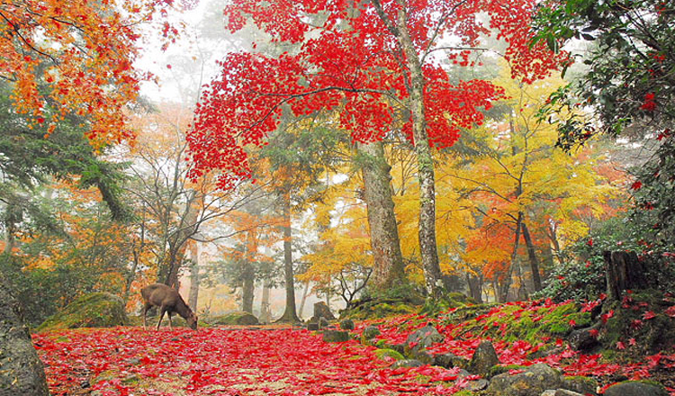 ใบไม้เปลี่ยนสี, สวนโมมิจิดะนิ, ฮิโรชิมะ