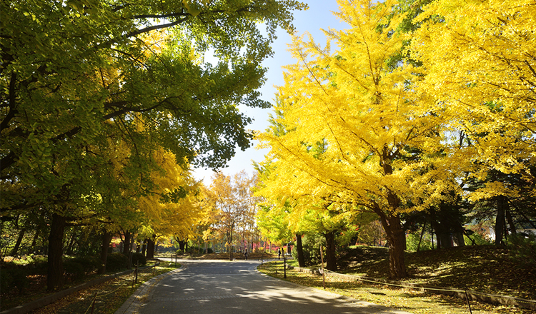 ใบไม้เปลี่ยนสีที่สวนสาธารณะนากาจิมะ, ซัปโปโร ใบไม้เปลี่ยนสี, สวนสาธารณะนากาจิมะ, ซัปโปโร