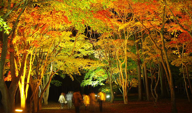 ใบไม้เปลี่ยนสี, สวนสาธารณะมิฮาราชิ, ฮาโกดาเตะ
