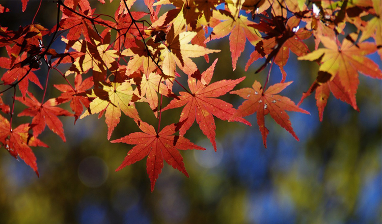 ใบไม้เปลี่ยนสี, โกเรียวคาคุ, ฮาโกดาเตะ